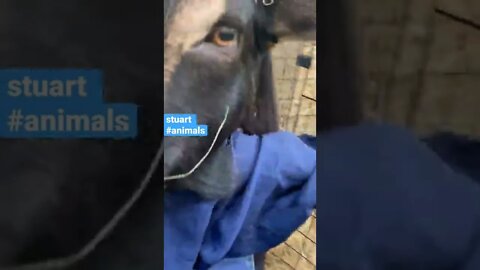 #animals #saturdaynightlive #Stuart