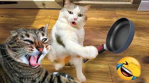 Funny cat and dogs funny videos