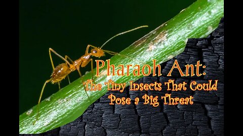 Pharaoh Ant: The Tiny Insects That Could Pose a Big Threat