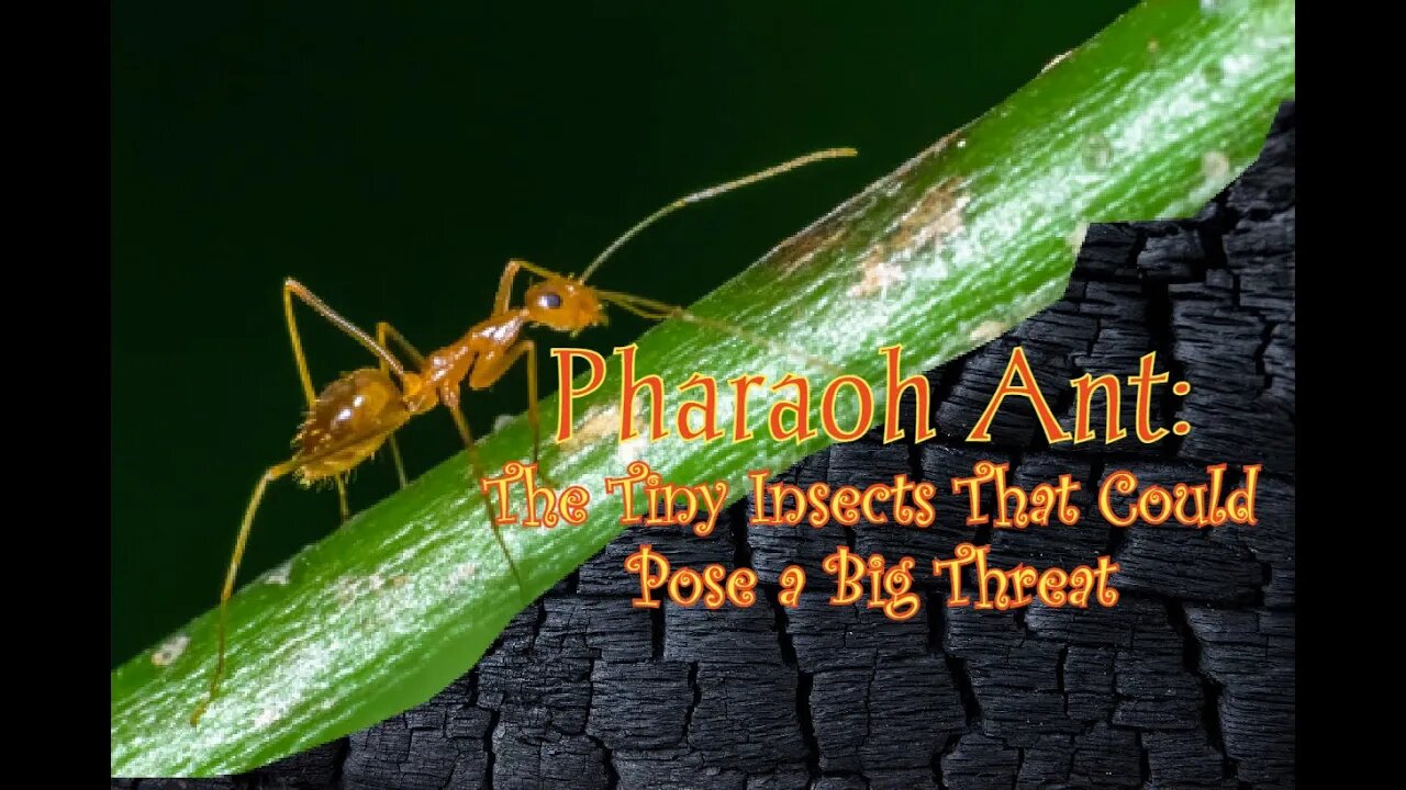 Pharaoh Ant: The Tiny Insects That Could Pose a Big Threat