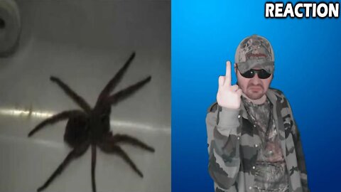 Giant Garage Spider (ZackScott) REACTION!!! (BBT)