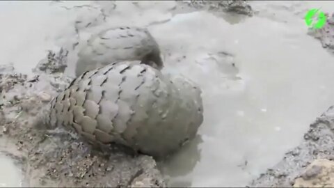 Pangolins are the only mammal with keratin scales