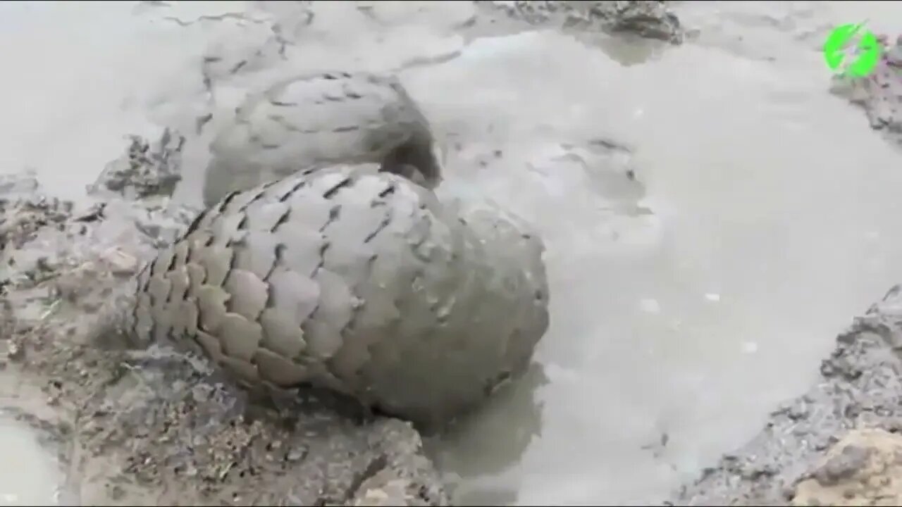 Pangolins are the only mammal with keratin scales