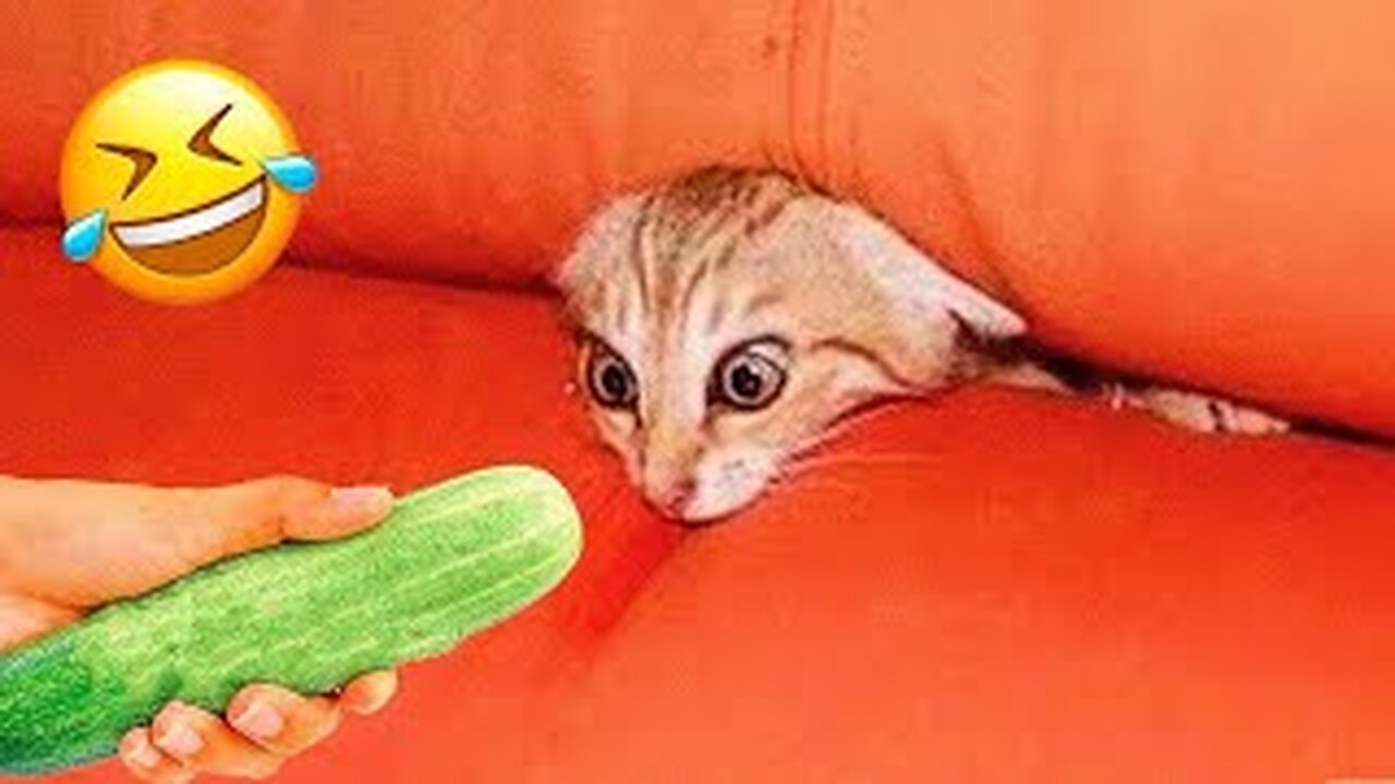 Funniest Animals 2023 😂 New Funny Cats and Dogs Videos 😻🐶