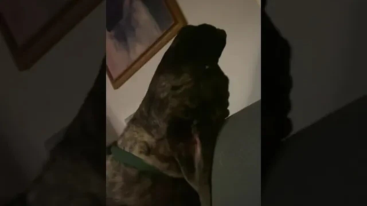 Colby The Mastiff #Singing #Howling #Dog #Family #FamilyDog #Love