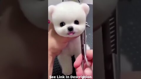 Cute puppy video Compilation
