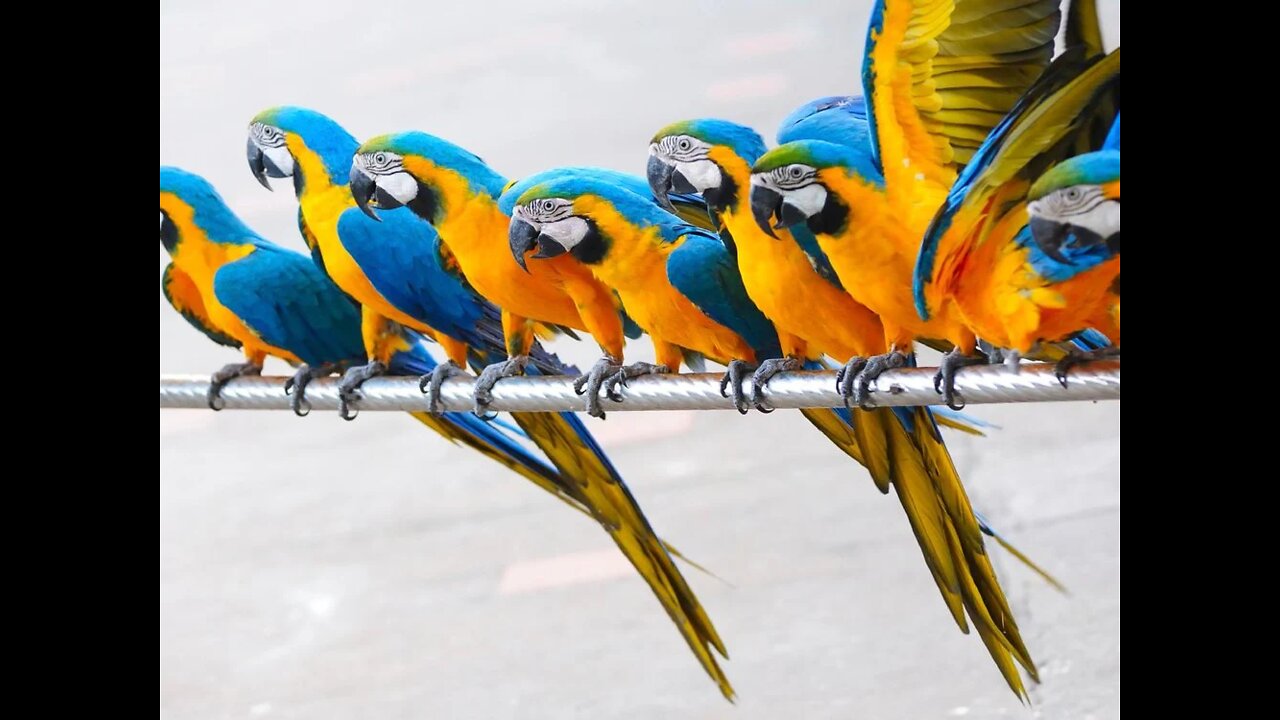 funny parrot