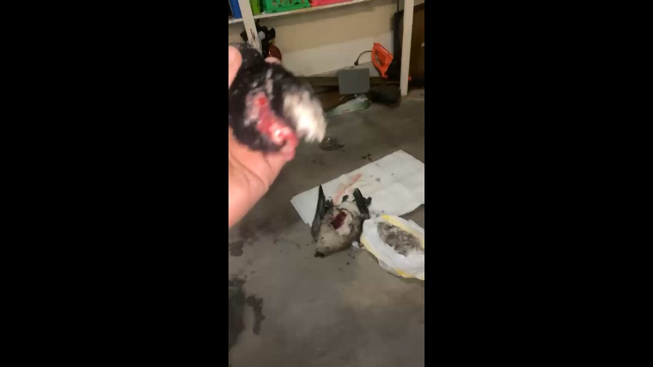 Duck with its head cut off