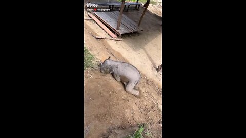 Elephants...