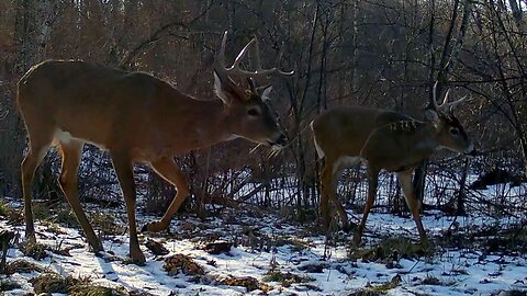Whitetail Deer...February 21-27