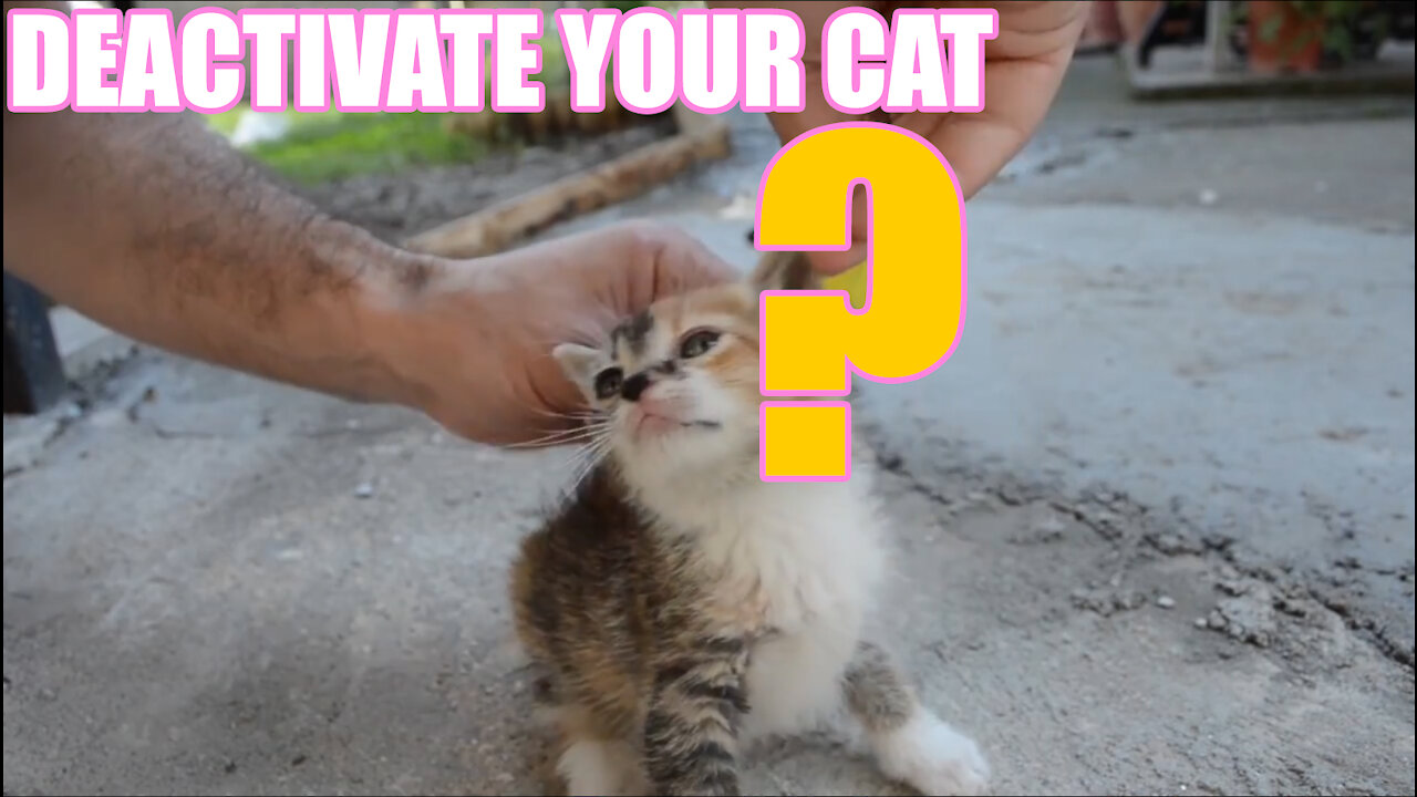 How to DEACTIVATE your cat! Super easy trick to calm instantly.