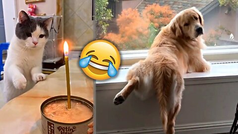 Funny animal Videos - Funny cat 😹🐶 and dog - Funny pet videos 😂