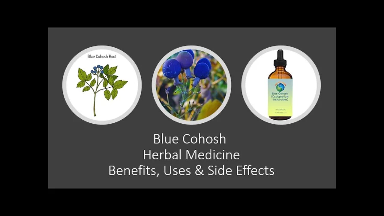 Blue Cohosh - Caulophyllum thalictroides - Herbal Medicine - Benefits, Uses & Side Effects