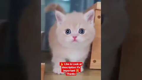 cute cat videos 😹 funny videos 😂 1152😻 #shorts