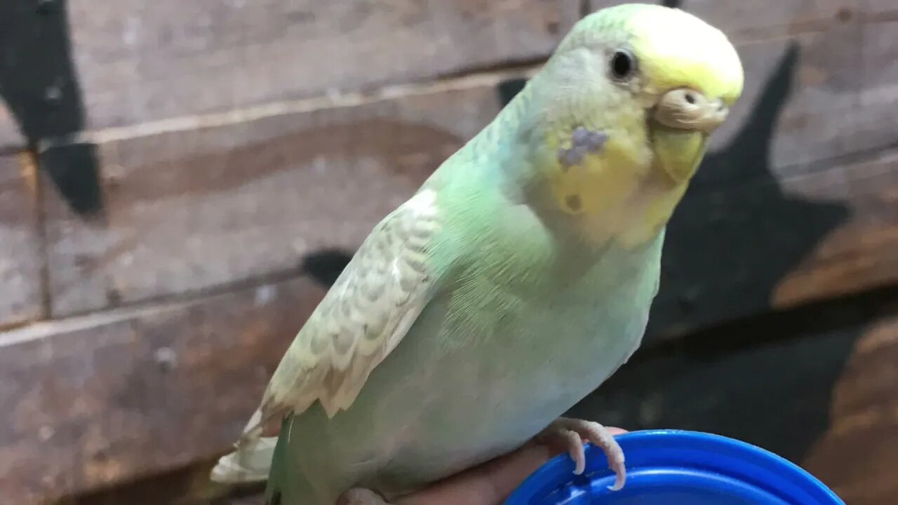 Feeding Birds from my Hand!