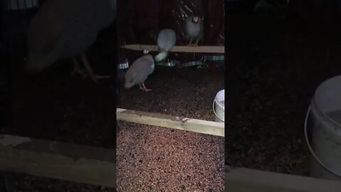 Rooster in safety protection housing with guinea fowl. The others roosters were hunting him away