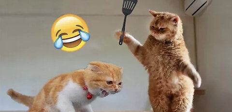 Very Funny Animal videos | Try not to laugh challenge 🤣🤣😂😂