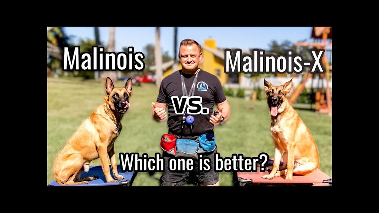 Belgian Malinois vs Malinois-X // Is the Malinois x GSD an even better dog?!