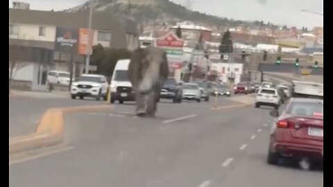 WATCH: Elephant escapes circus and roams streets in Butte, Montana