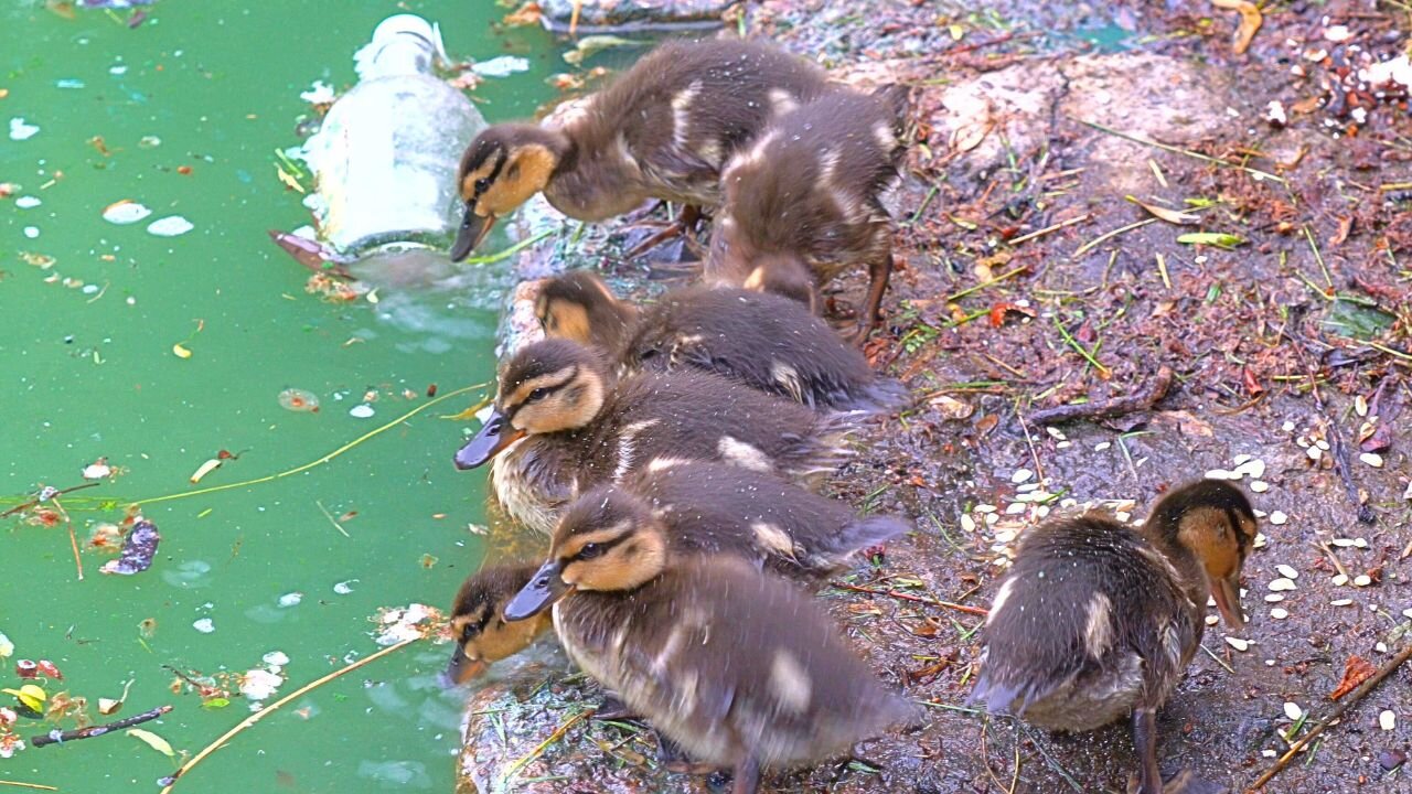 The 7 Ducklings Baby Footage. Mallard Ducks