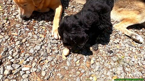 Scooby Snacks Guinea eggs for dog's