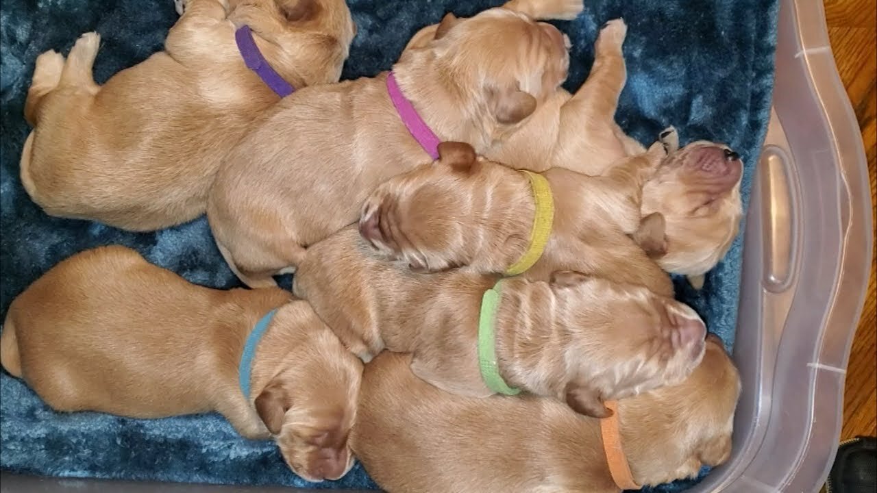 Snuggling up for naptime | Adorable Golden Retriever puppies