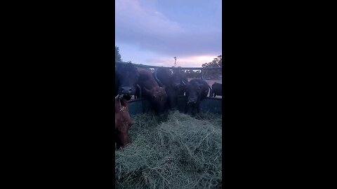 hanging out with some cows