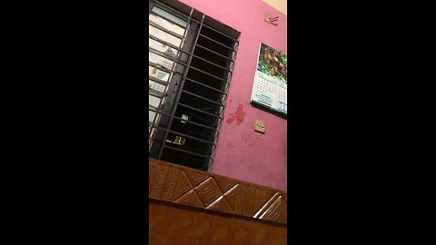 Funny videos