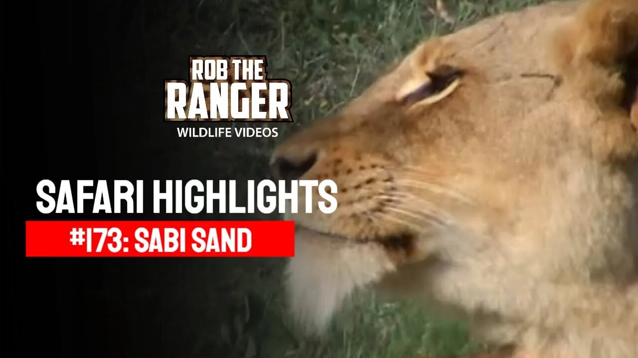 Safari Highlights #173: 12 - 14 November 2012 | Sabi Sand Wildtuin | Latest Wildlife Sightings