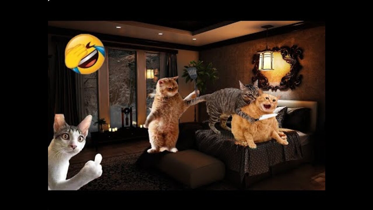 New funny cats and dogs 😂😂Funny viedeos