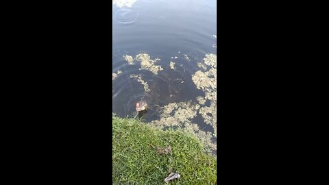 Alligator eats kids fish