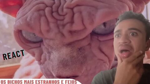 Reagindo Os Bichos mais Estranhos e Bizarros do Mundo! Só Bicho FEIO