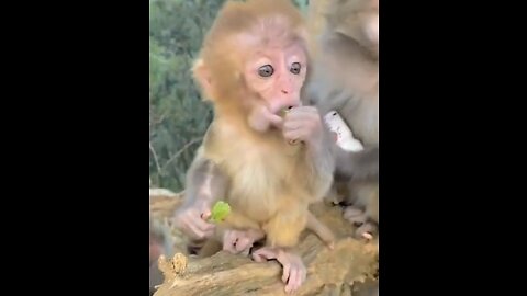 Cute animals video