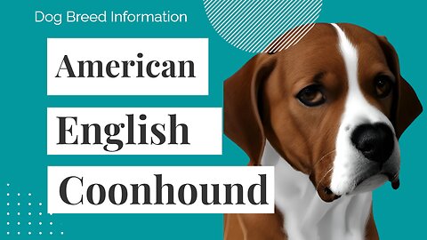 Everything You Need to Know About American English Coonhounds - The Ultimate Guide!