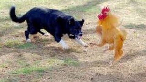 Rooster and dog funny moments