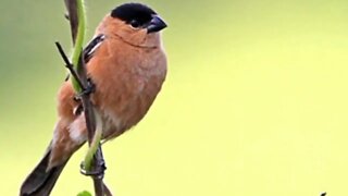 caboclinho cantando pra encarte de pardos