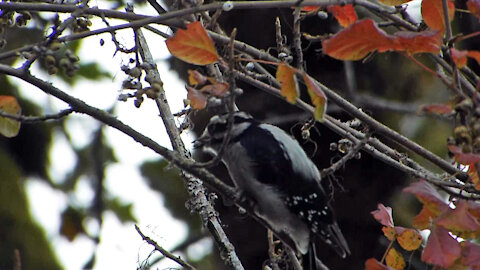 Downy Woodpecker