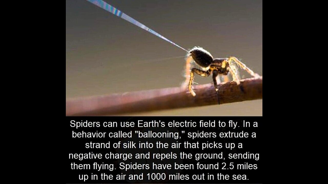 Even spiders know how to use the free energy that surrounds us