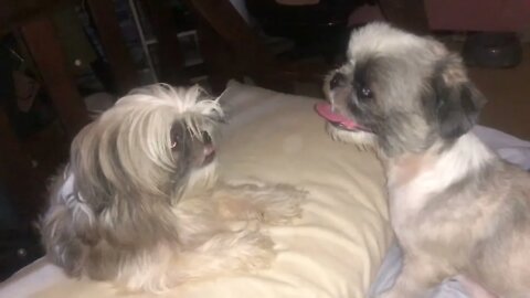 Dog Fight: Stop Your Shih Tzus from Fighting