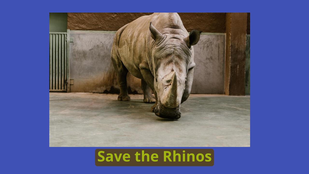 Why are rhinos becoming increasingly rare?