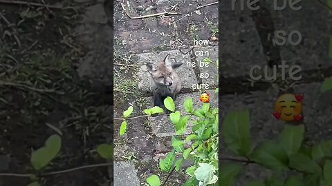 oh my 👀 #foxes #foxesofinstagram #cuteanimals #animalshorts #whitenoise #soothingsounds #sleepmusic