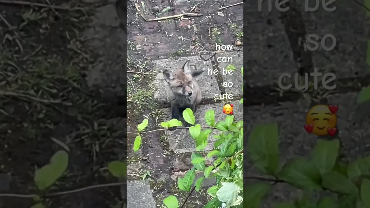 oh my 👀 #foxes #foxesofinstagram #cuteanimals #animalshorts #whitenoise #soothingsounds #sleepmusic