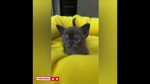 cute cat videos 😹 funny videos 😂1691