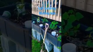 Self watering Wicking beds #diy #gardening #short