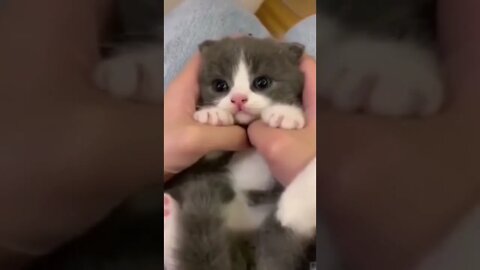 Cute Animals #shorts