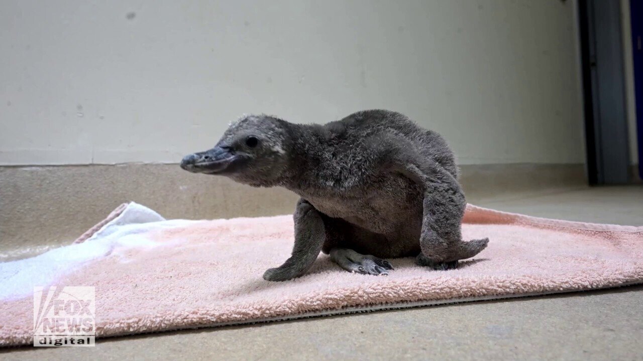 Penguin Chick Hatches At Brookfield Zoo In Chicago