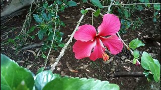 A couple of my Hibiscus flowers 16th December 2021