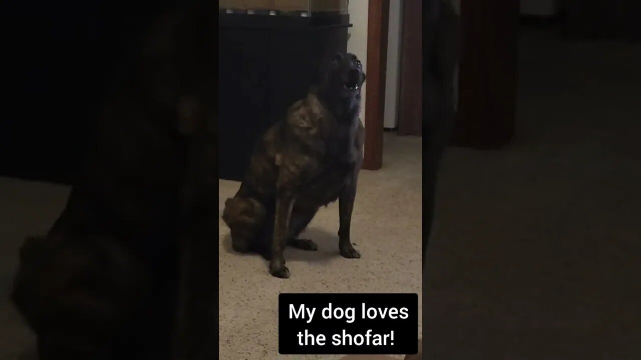 Dutch Shepherd Sings to Shofar Everyday #shorts