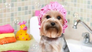 QUANTAS VEZES DEVO DAR BANHO NO MEU CACHORRO ?(Você sabia?)