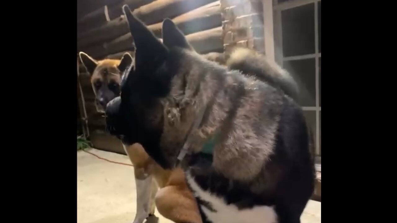 American Akita's React to Car Horn